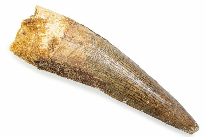 Fossil Spinosaurus Tooth - Real Fossil Tooth #372861